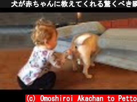🤓 犬が赤ちゃんに教えてくれる驚くべき瞬間、かわいい犬、かわいい赤ちゃん   面白い赤ちゃんとペット #02  (c) Omoshiroi Akachan to Petto